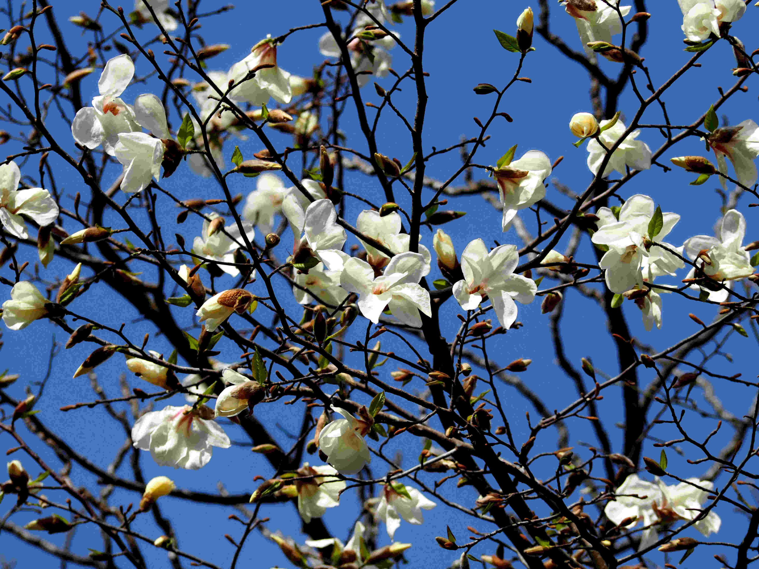 早春の落葉樹の森をかざる花樹 | 平林里山整備の会