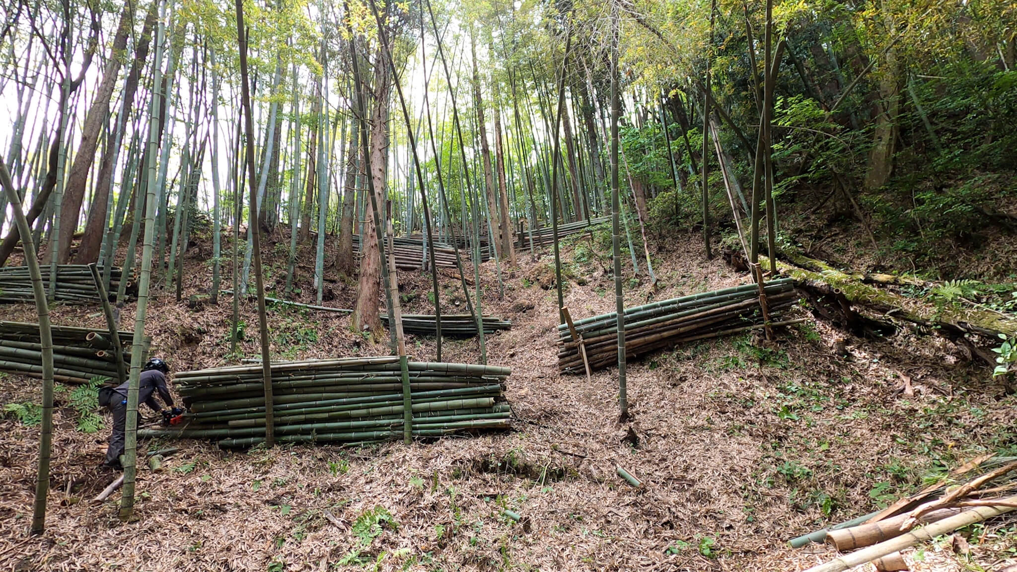 竹林整備（斜面）のやり方について | 平林里山整備の会